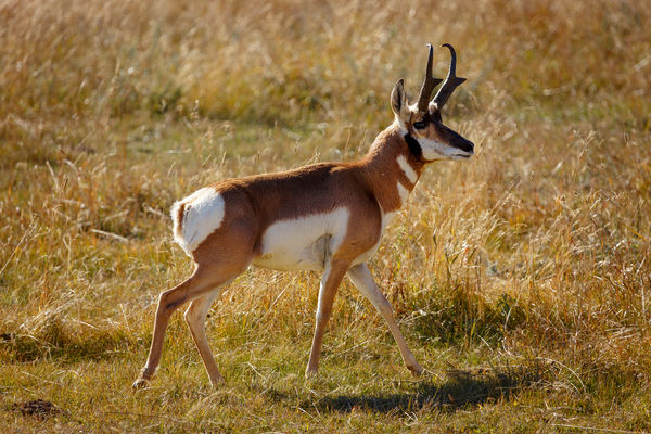 Yellowstone wildlife: A week ago, today, we got back from a lovely trip ...