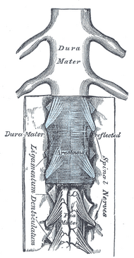 Dura mater | Psychology Wiki | Fandom