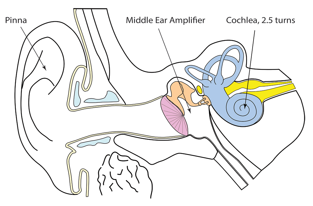 Diagram showing the function of the ear