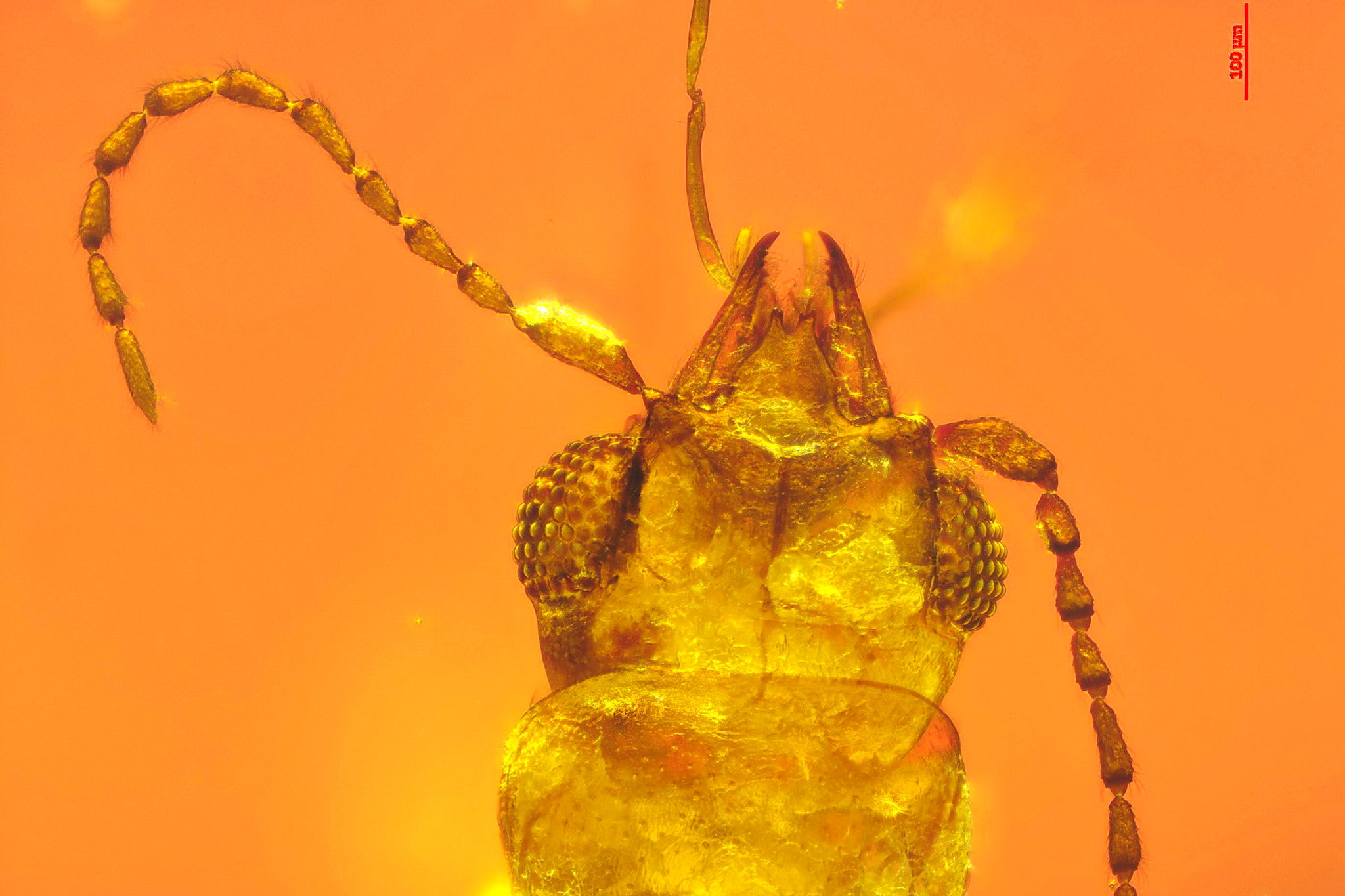 Prehistoric Insects In Amber