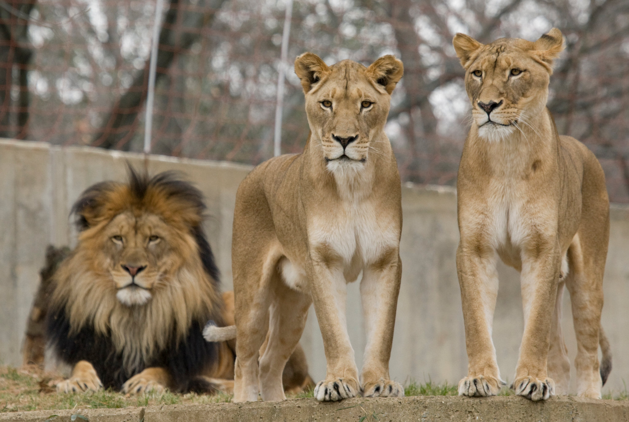 Top 85+ imagen imágenes de leones reales - Abzlocal.mx