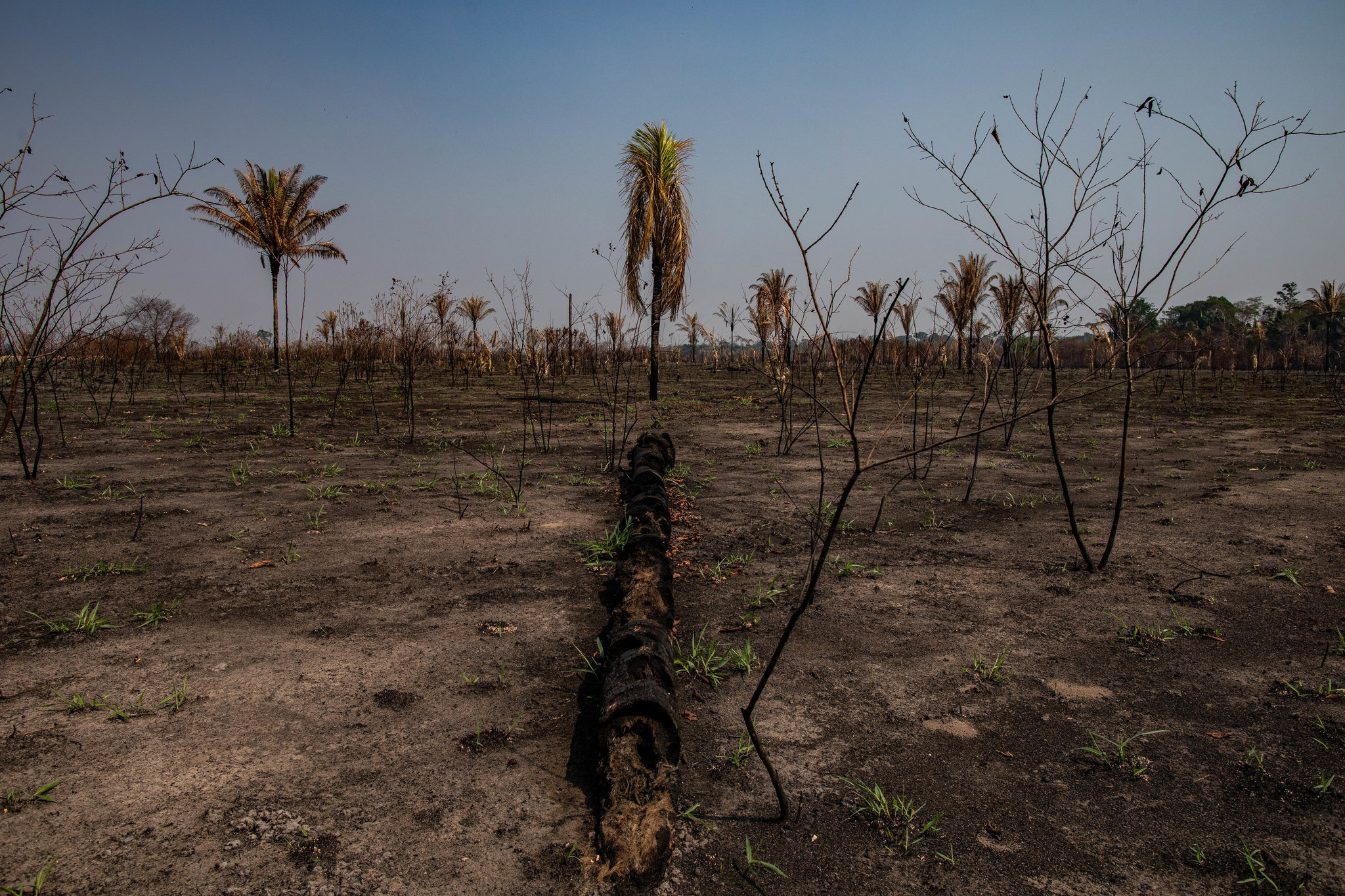 It S Really Close How The Amazon Rainforest Could Self Destruct The New York Times