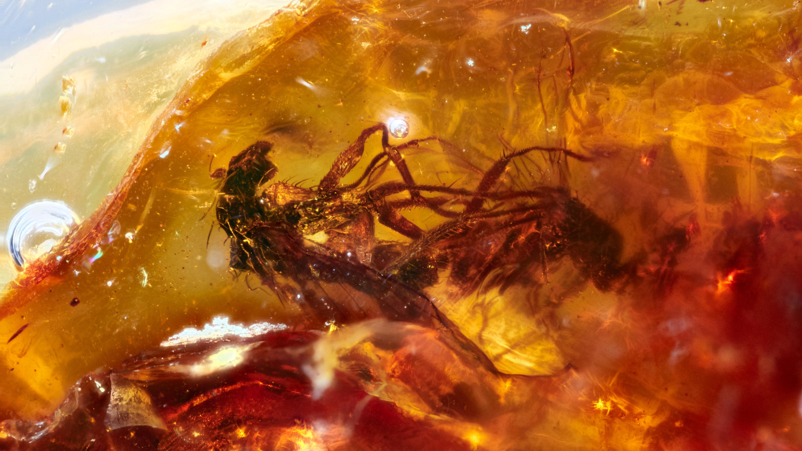 Prehistoric Insects In Amber