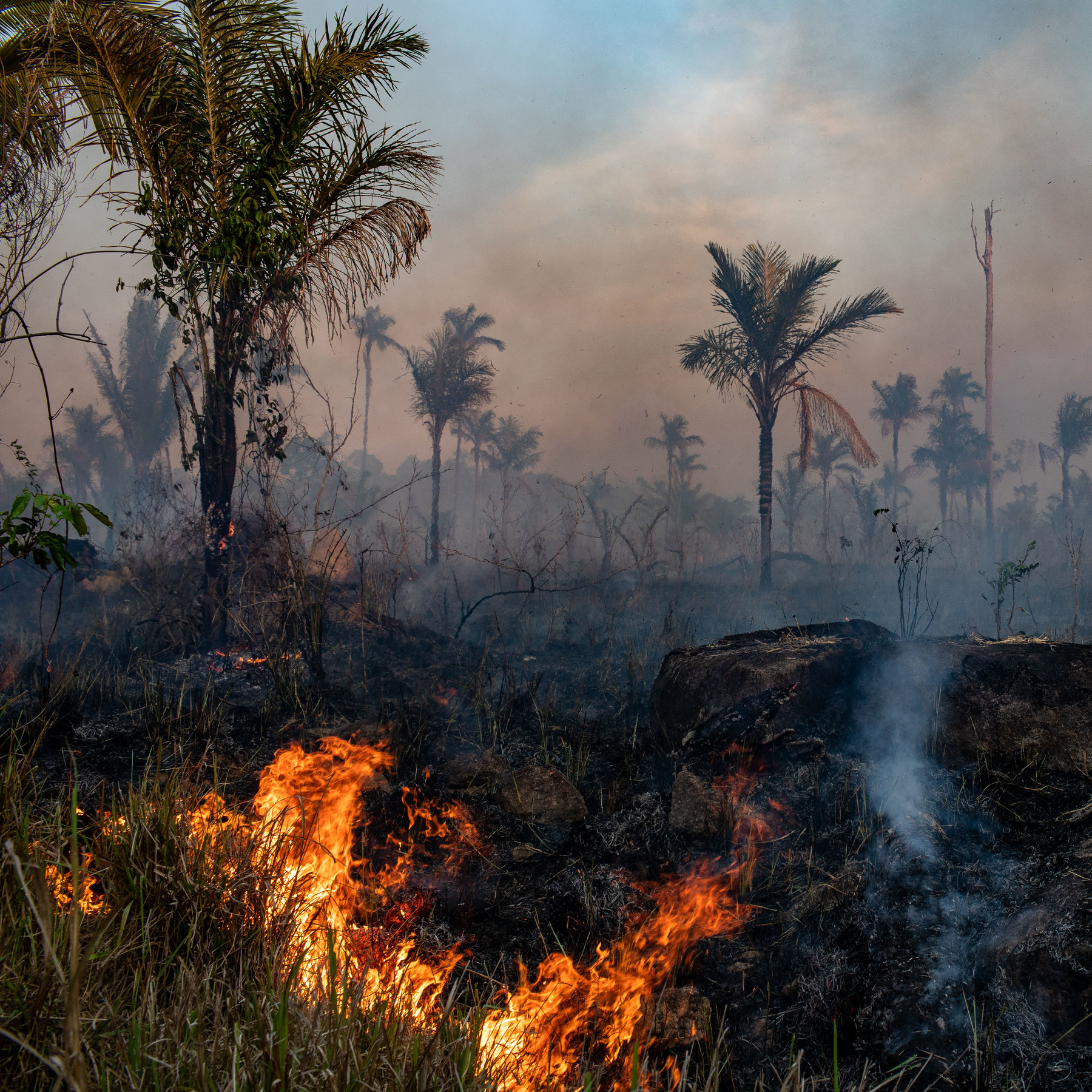 Amazon Deforestation Soars As Pandemic Hobbles Enforcement The New York Times