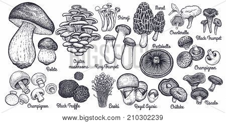 Mushrooms. Bolete Morel Truffle Agaric Shimeji Champignon Chanterelle Black and King Trumpet Oyster mushrooms Porcini Niscalo Portobello white button isolated. Vintage. Vector illustration