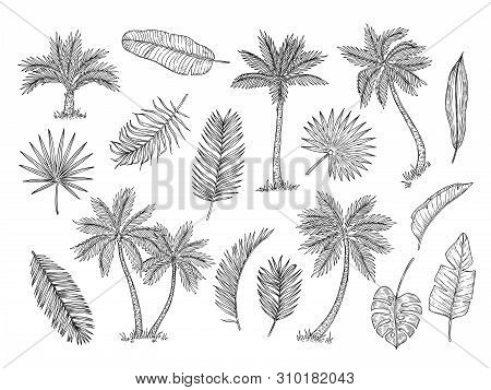 Sketch Palm Tree. Tropical Rain Forest Trees And Exotic Palm Leaves Vintage Hand Drawing Vector Isol