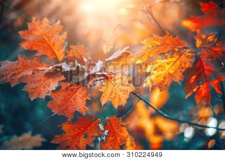 Autumn colorful bright Leaves swinging in a tree in autumnal Park. Autumn colorful background, fall backdrop. Backlit, sun flare. Beautiful nature scene