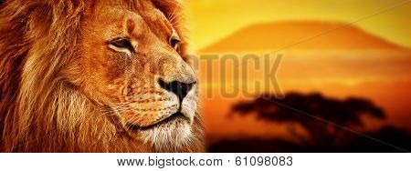 Lion portrait on savanna landscape background and Mount Kilimanjaro at sunset. Panoramic version