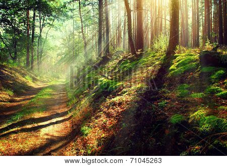 Autumn Forest. Magical Park. Beautiful Scene Misty Old Forest with Sun Rays, Shadows and Fog 