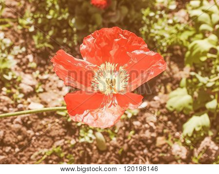 Retro Looking Papaver Flower