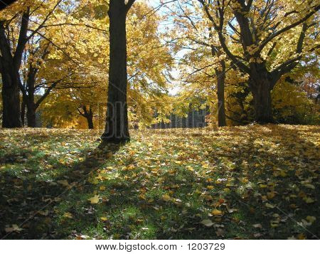 Lumière du soleil à travers feuilles de l'automne