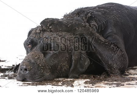 dirty muddy dog on white background