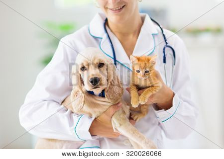 Vet Examining Dog And Cat. Puppy And Kitten At Veterinarian Doctor. Animal Clinic.