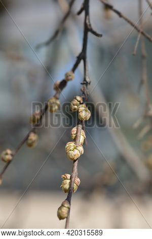 Common Hackberry Branch With Buds - Latin Name - Celtis Occidentalis