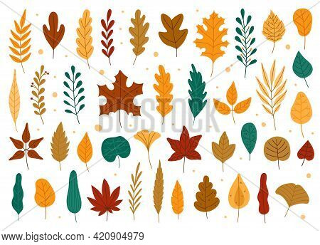 Autumn Leaves. Oak, Maple, Elm Dry Fallen Leaf. Hand Drawn Fall Forest Yellow Or Red Foliage. Dried 