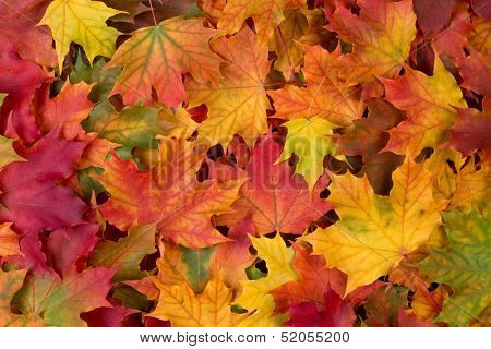 Fall leaves background