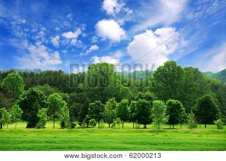 Summer landscape of young green forest with bright blue sky