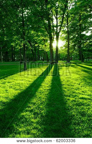 Green park with long shadows from setting sun