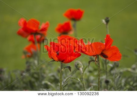 Flowers Red poppies (Papaveraceae) on green meadow background