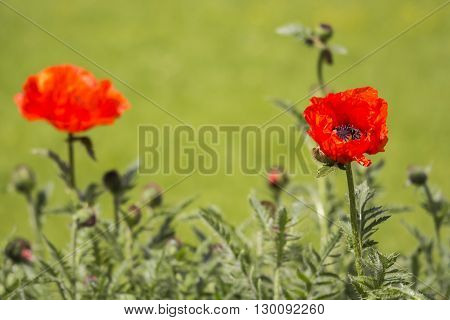 Flowers Red poppies (Papaveraceae) on green meadow background