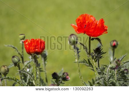 Flowers Red poppies (Papaveraceae) on green meadow background