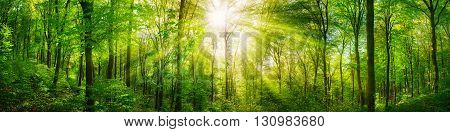 Panorama of a scenic forest of fresh green deciduous trees with the sun casting its rays of light through the foliage