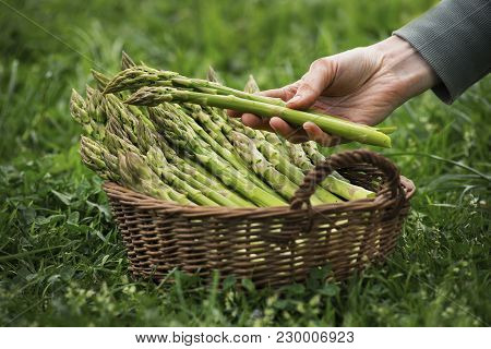 Asparagus. Fresh Asparagus. Green Asparagus. Asparagus In Hands Of A Farmer