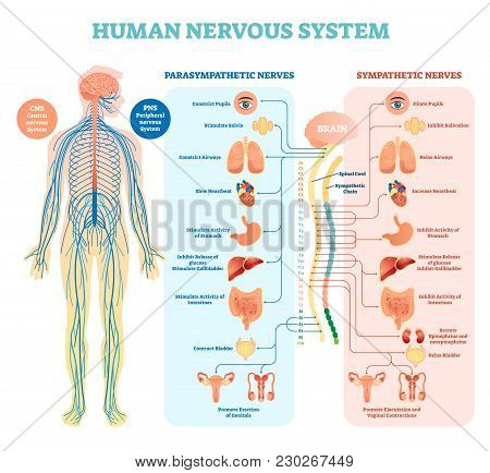 Human Nervous System Medical Vector Illustration Diagram With Parasympathetic And Sympathetic Nerves