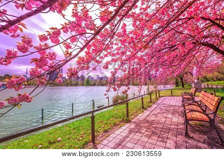 Benches Under Cherry Trees In Full Bloom During Hanami Along Shinobazu Pond In Ueno Park, A Park Nea