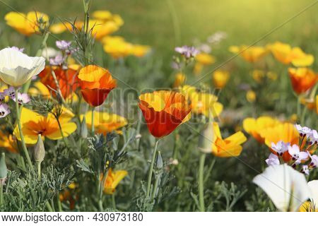 Summer Backgroung. Flowers Of Eschscholzia Californica Or Golden Californian Poppy, Cup Of Gold, Flo