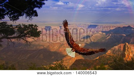 Eagle takes flight over Grand Canyon USA 3D Render