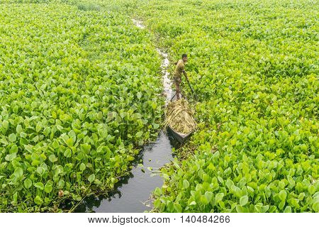 Farmer Is Picking Water Lily