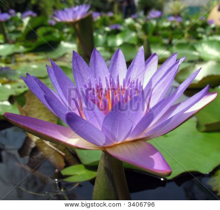 Blaue Lotus