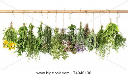 Fresh Herbs Hanging Isolated On White. Basil, Rosemary, Thyme, Mint