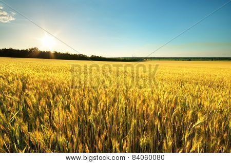 Harvest Of Wheat