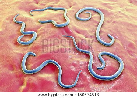 Helminths Toxocara canis dog roundworm, the cause of toxocariasis in man, an infestation transmitted from material contaminated by eggs in dogs feces. 3D illustration of a first larval stage