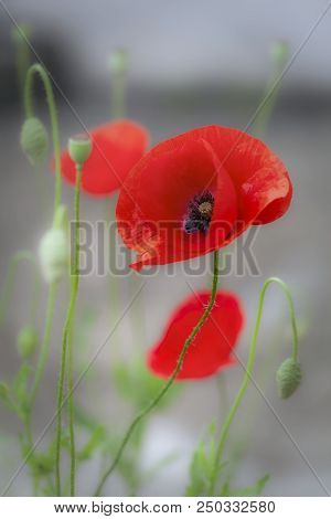 The Red Poppy, A Perennial Herbaceous Flowering Plant In The Poppy Family Papaveraceae, Often Grown 