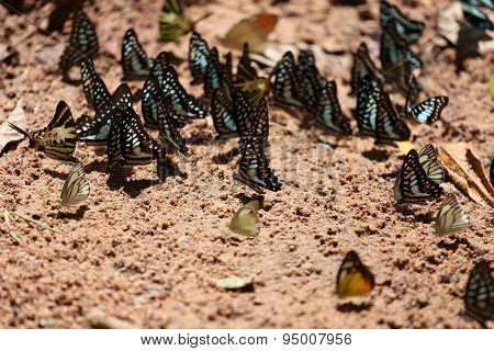 Group Of  Butterfly On The Ground