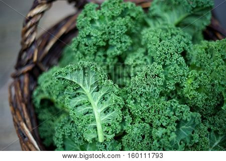 Kale In Rustic Basket On Daylight  Close Up