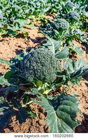 Mature Broccoli or Brassica oleracea plant in the field ready for harvesting. The plant is grown organically and the leaves are partially eaten by caterpillars and other insects.