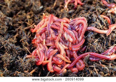 Red Worms Dunghill, Image & Photo (Free Trial) | Bigstock