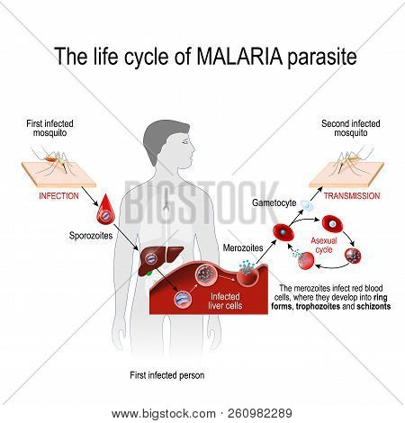 Life Cycle Of A Malaria Parasite (from First Infected Mosquito To Second Infected
Person). Malaria I