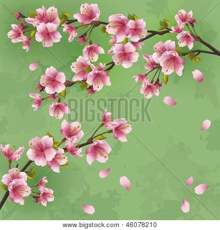 Vintage Background With Japanese Cherry Tree Sakura