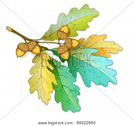 Oak tree branch with acorns and dry leaves. Eps10 vector illustration. Isolated on white background