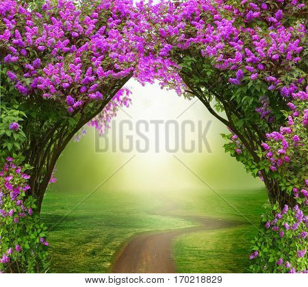 Fantasy  background . Magic forest with road.Beautiful spring  landscape.Lilac trees in blossom 