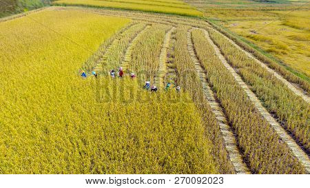 Many Farmer Is Harvesting Rice In Farmland,harvesting Is The Process Of Gathering A Ripe Crop From T