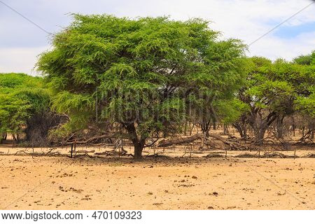 Beautiful African Landscape, Green Acacia And Yellow Grass. Waterberg Plateau National Park, Namibia