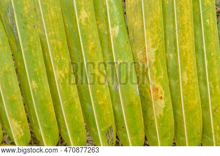 Close Up View Of Coconut Leaves. Coconut Leaves Are Not Only Beautiful And Decorative, But Also Vers