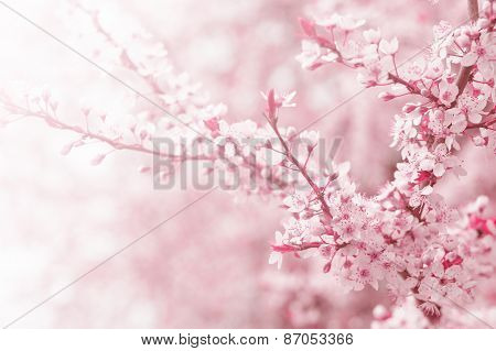 Cherry tree flower in spring