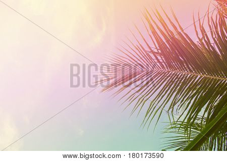 Palm tree leaves on sky background. Palm leaf over sky. Pink and yellow toned photo. Tropical island dream natural backdrop. Paradise island fantastic template with place for text. Summer holiday card